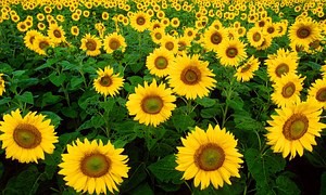 sunflowers-1180973__180